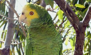 Incorporan 222 cotorras margariteñas, una especie en peligro de extinción