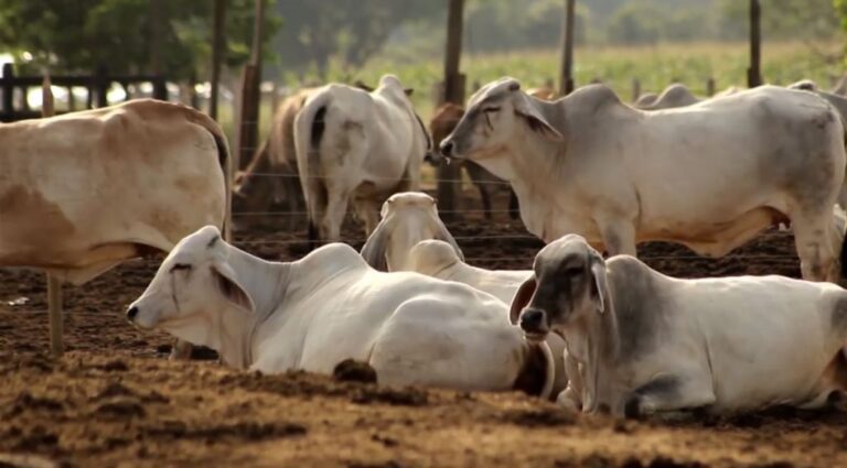 Fedenaga garantiza abastecimiento de carne en el mercado nacional