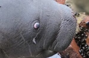 Aparece muerto un manatí a orillas del Mirador del Lago de Maracaibo