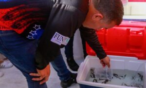 Liberan 600 caballitos de mar en la Laguna de La Restinga para la conservación de especies