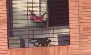 Mapache Ecoaventura pide rescatar a mono capuchino amarrado a una ventana