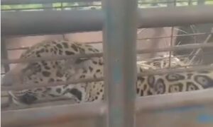 Capturan a jaguar salvaje en el sector Zulia 9 del Complejo Petroquímico Campo Boscán