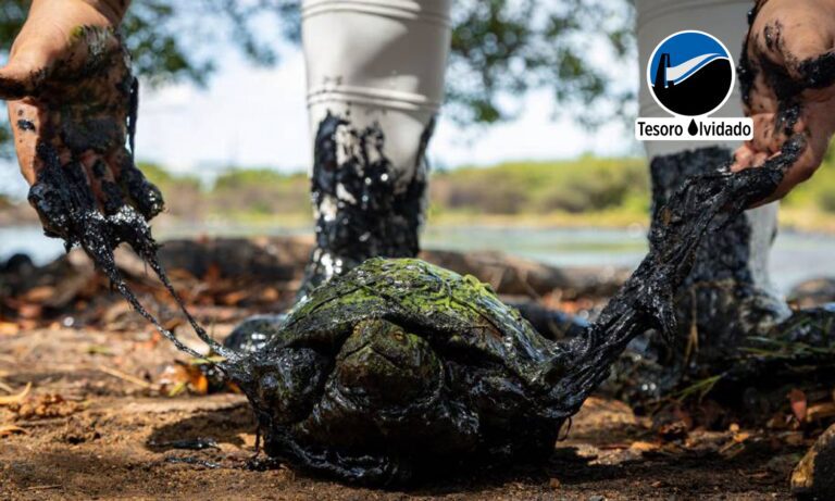 Derrames petroleros, una trampa mortal para los animales en el Lago de Maracaibo