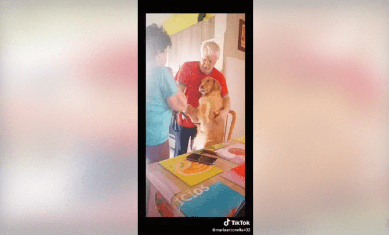 Curan con cinta el empacho de su mascota