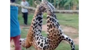 Matan un jaguar en un parcelamiento al pie de la Sierra de Perijá