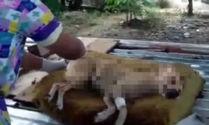Arrojan comida envenenada en un refugio de Maracay y mueren 5 perros