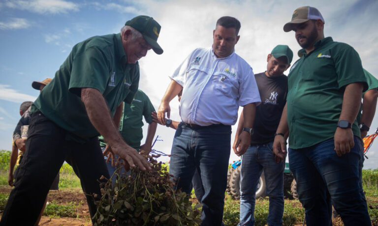 Oeste de Maracaibo produce 10 mil 400 kilos de maní en 2024