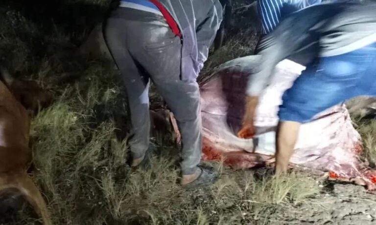 Mueren cinco vacas electrocutadas por una guaya en Guajira