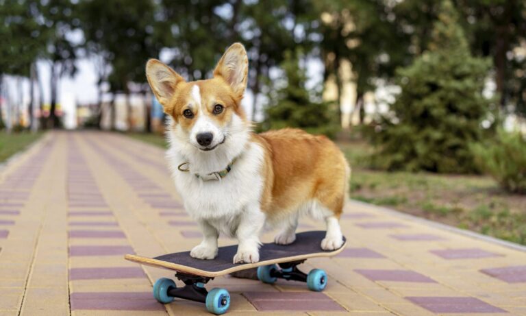 Un perro patinador mejora su técnica hasta no caer al agua