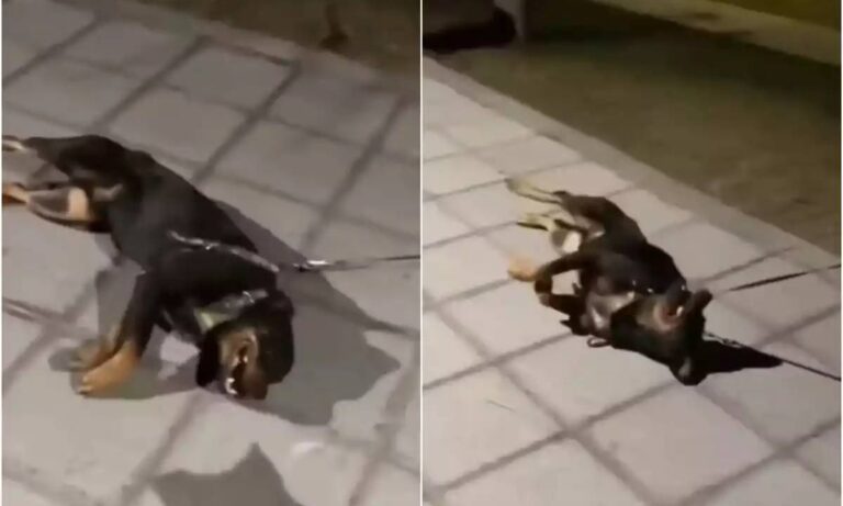 Rottweiler hace berrinche para no salir del parque