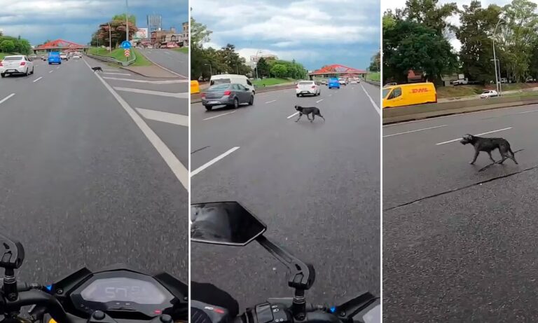 Motorizado salva a perro de ser atropellado en una autopista