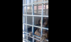 Denuncian que un perro lleva “meses” encerrado en un edificio de Veritas