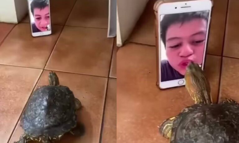 Tortuga reconoce a su dueño por videollamada y le da un beso