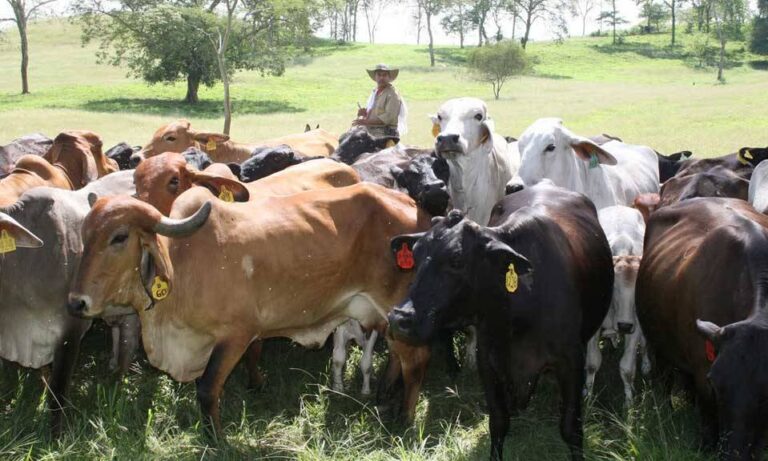 Ganaderos del Zulia denuncian que continúa el abigeato