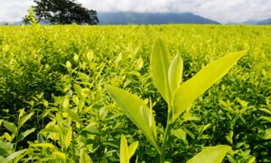 Petro presenta plan para erradicar 25.000 hectáreas de coca en Catatumbo