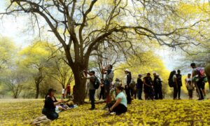 Jardín Botánico invita a disfrutar de la floración parcial de curarires