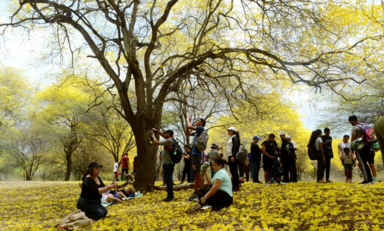 ¡A disfrutar de la floración de los curarires en el Jardín Botánico!