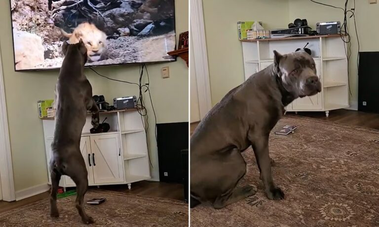 Perro reacciona con ternura al ver “El Rey León”