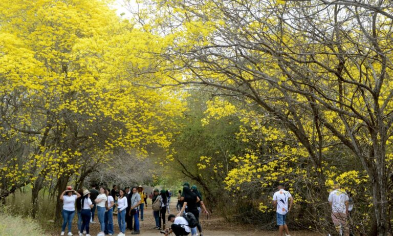 Zulianos gozan del vibrante amarillo que traen los curarires