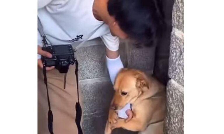 Perrito hace una última jugada para conseguir que lo adopten