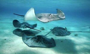 CDI lanza alerta por bañistas picados por mantarrayas en playas de Mara