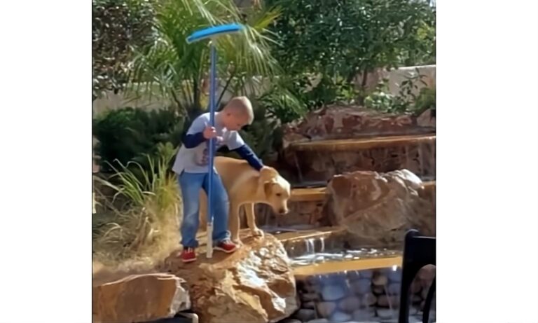 Perro se venga de un niño y lo empuja a una fuente