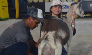 Cabra rompe récord nacional de producción de leche