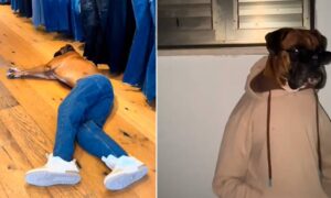 Perro viste ropa humana y cautiva a usuarios de TikTok con su estilo