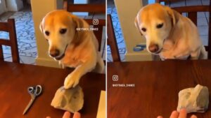 Un perro le gana a su dueño en el juego “piedra, papel o tijera”