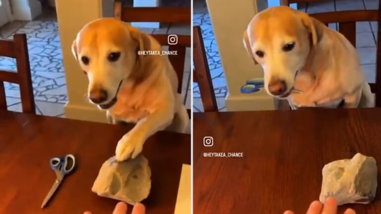 Un perro le gana a su dueño en el juego “piedra, papel o tijera”