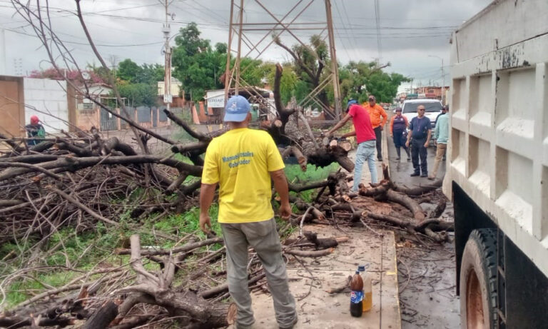 Gobernación atiende caída de árbol por lluvias en Manuel Dagnino