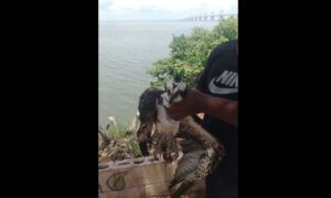 Piden ayuda para águila pescadora herida en el Lago de Maracaibo