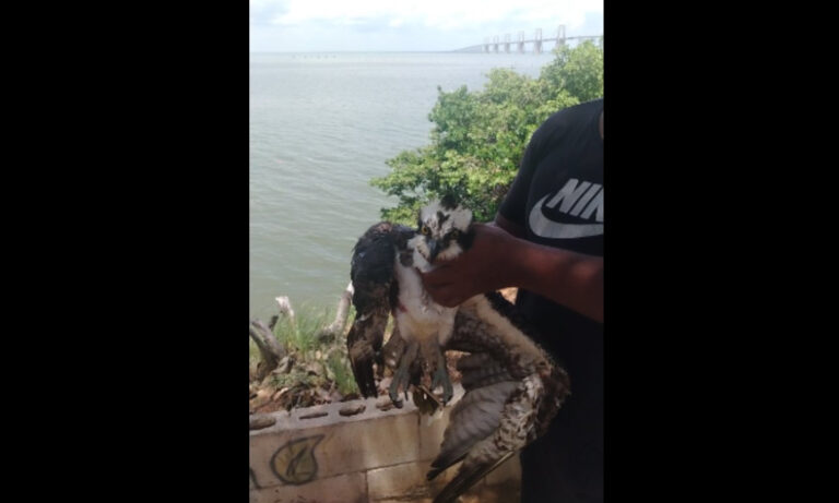 Piden ayuda para águila pescadora herida en el Lago de Maracaibo