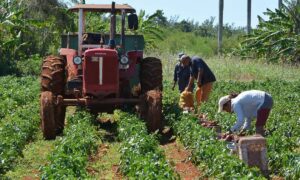 Ganaderos del Zulia exigen suministro de diésel para trabajar