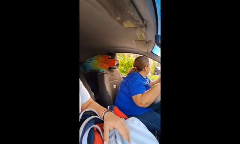 Guacamaya se viraliza como acompañante en un carro