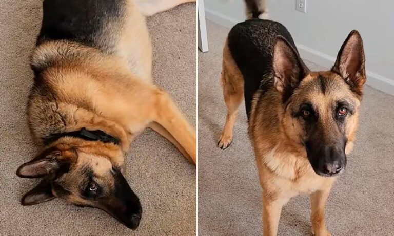 Perro mexicano sorprende con su habilidad para actuar