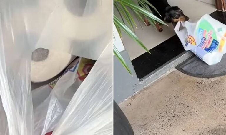 Perro salchicha ayuda a su dueña con las compras de la casa