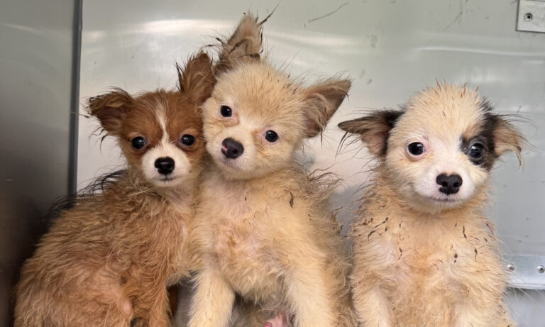 Rescatan a más de 100 perros hacinados en una casa de Carolina del Norte