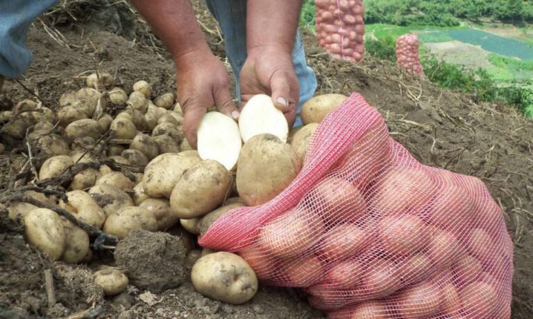 Alertan de retrasos en el suministro de hortalizas desde Los Andes por lluvias