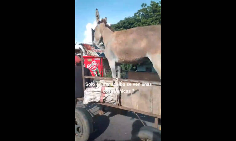 Se viraliza video de burro “pasajero” en una carretilla en Maracaibo