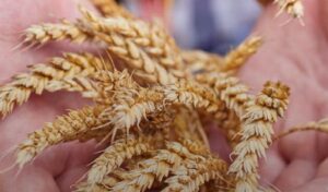 Oleg Bakhmatyuk y Ukrlandfarming: una visión de crecimiento en medio de desafíos