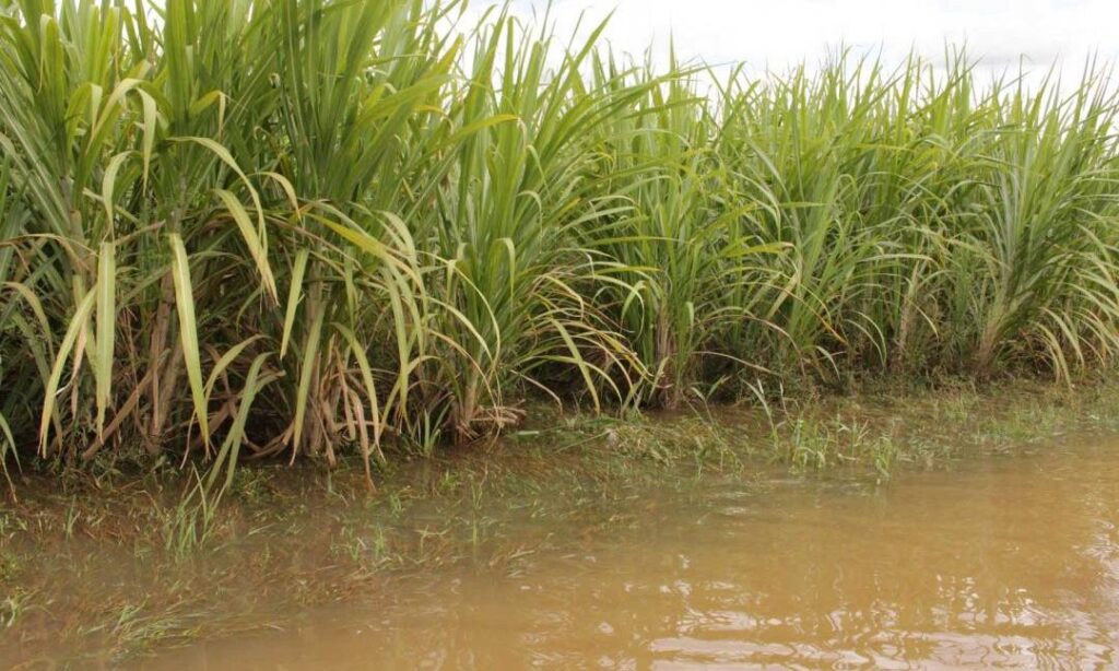 Sector agrícola se prepara ante inicio de la temporada de lluvias