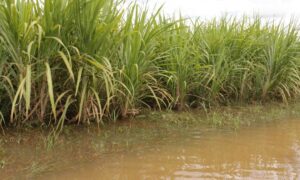 Sector agrícola se prepara ante inicio de la temporada de lluvias