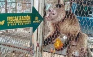 Rescatan a más de 1.000 animales silvestres en cautiverio