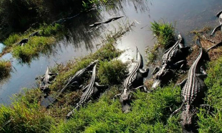 Florida planea centro migratorio en zona remota rodeada de caimanes