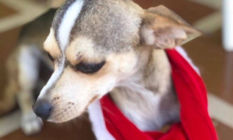 Buscan a “Chapo”, un chihuahua perdido en La Pomona