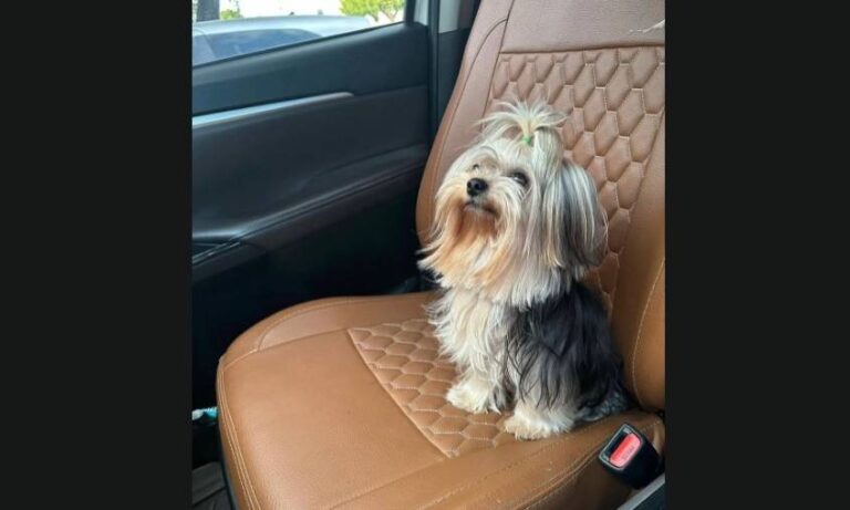Buscan a “Galleta”, mascota de apoyo de niño con autismo en Fuerzas Armadas