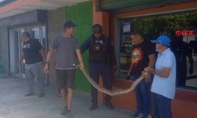 Capturan a una “tragavenado” de dos metros en ferretería del Casco Central