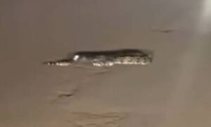 Denuncian atropello intencional de serpiente en Isla Dorada