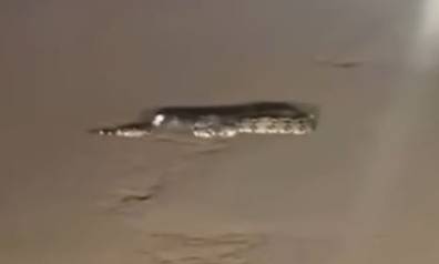 Denuncian atropello intencional de serpiente en Isla Dorada